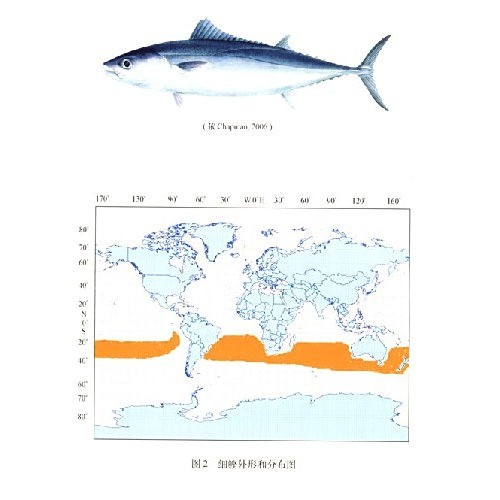 雙線魚能長多大