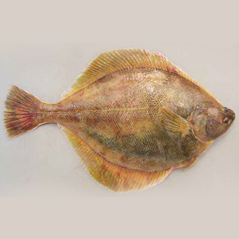 雙線魚能長多大