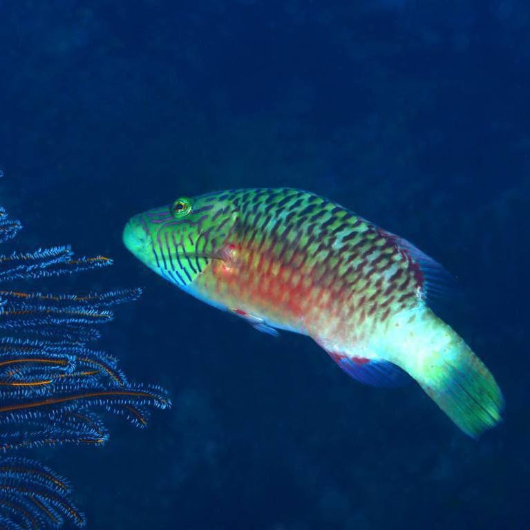 雙線魚能長多大