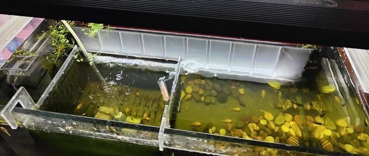 鸚鵡魚缸開燈最佳時間，鸚鵡魚夜間照明影響如何模擬鸚鵡魚自然光