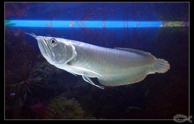 雪銀龍魚和銀龍魚的區別（雪銀龍魚和銀龍魚區別可以從以下幾個方面來分析）