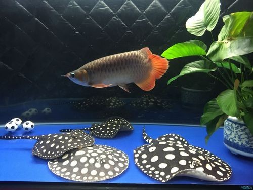 如何注冊龍魚之巔論壇賬號？ 如何注冊龍魚之巔論壇賬號？ 2025長城杯龍魚大賽 第5張