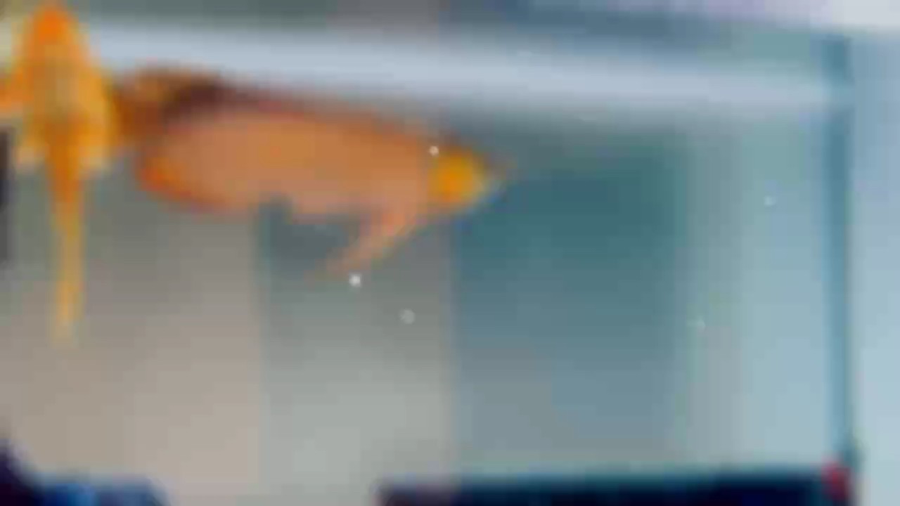 養魚是一場關于耐心與責任的修行