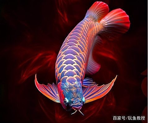 紅龍魚冠軍有哪些記錄保持者？