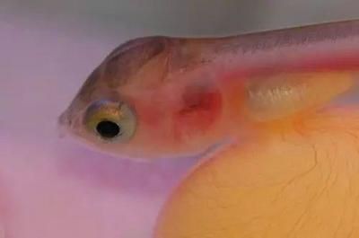 龍魚胡子斷了多久能長(zhǎng)出來啊：龍魚胡子斷了后能否長(zhǎng)出來以及恢復(fù)的時(shí)間