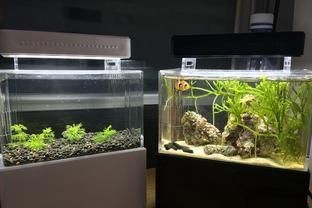 硝化細(xì)菌在魚(yú)缸中的作用：硝化細(xì)菌在魚(yú)缸中具有多重重要作用 硝化細(xì)菌在魚(yú)缸中的作用：硝化細(xì)菌在魚(yú)缸中具有多重重要作用 魚(yú)缸百科 第1張