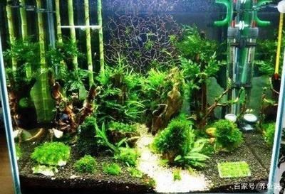 硝化細(xì)菌在魚(yú)缸中的作用：硝化細(xì)菌在魚(yú)缸中具有多重重要作用 硝化細(xì)菌在魚(yú)缸中的作用：硝化細(xì)菌在魚(yú)缸中具有多重重要作用 魚(yú)缸百科 第3張