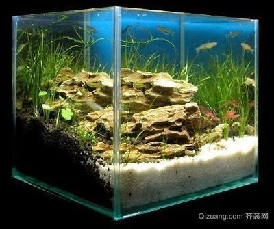硝化細(xì)菌在魚(yú)缸中的作用：硝化細(xì)菌在魚(yú)缸中具有多重重要作用 硝化細(xì)菌在魚(yú)缸中的作用：硝化細(xì)菌在魚(yú)缸中具有多重重要作用 魚(yú)缸百科 第5張