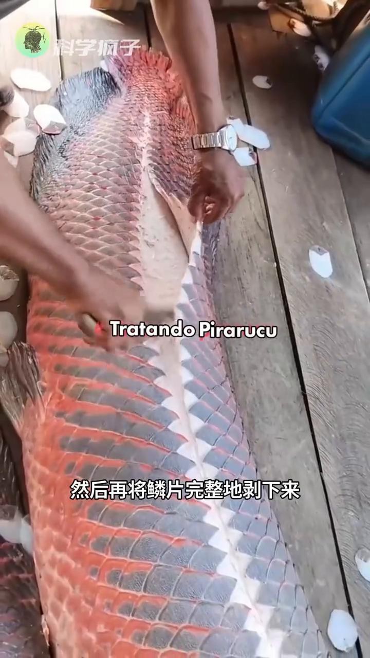 鱷雀鱔的鱗片有多硬 鱷雀鱔的鱗片有多硬 龍魚論壇 第11張