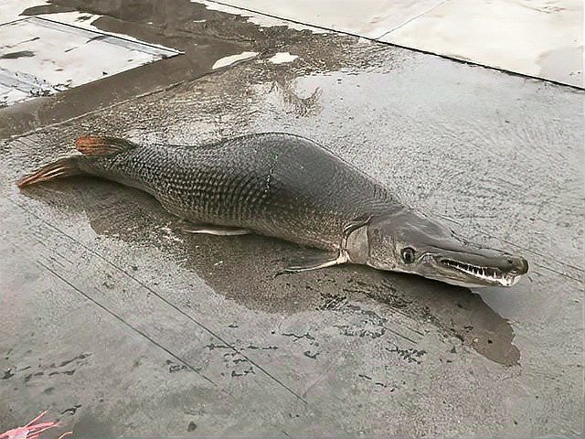 鱷雀鱔的鱗片有多硬 鱷雀鱔的鱗片有多硬 龍魚論壇 第13張