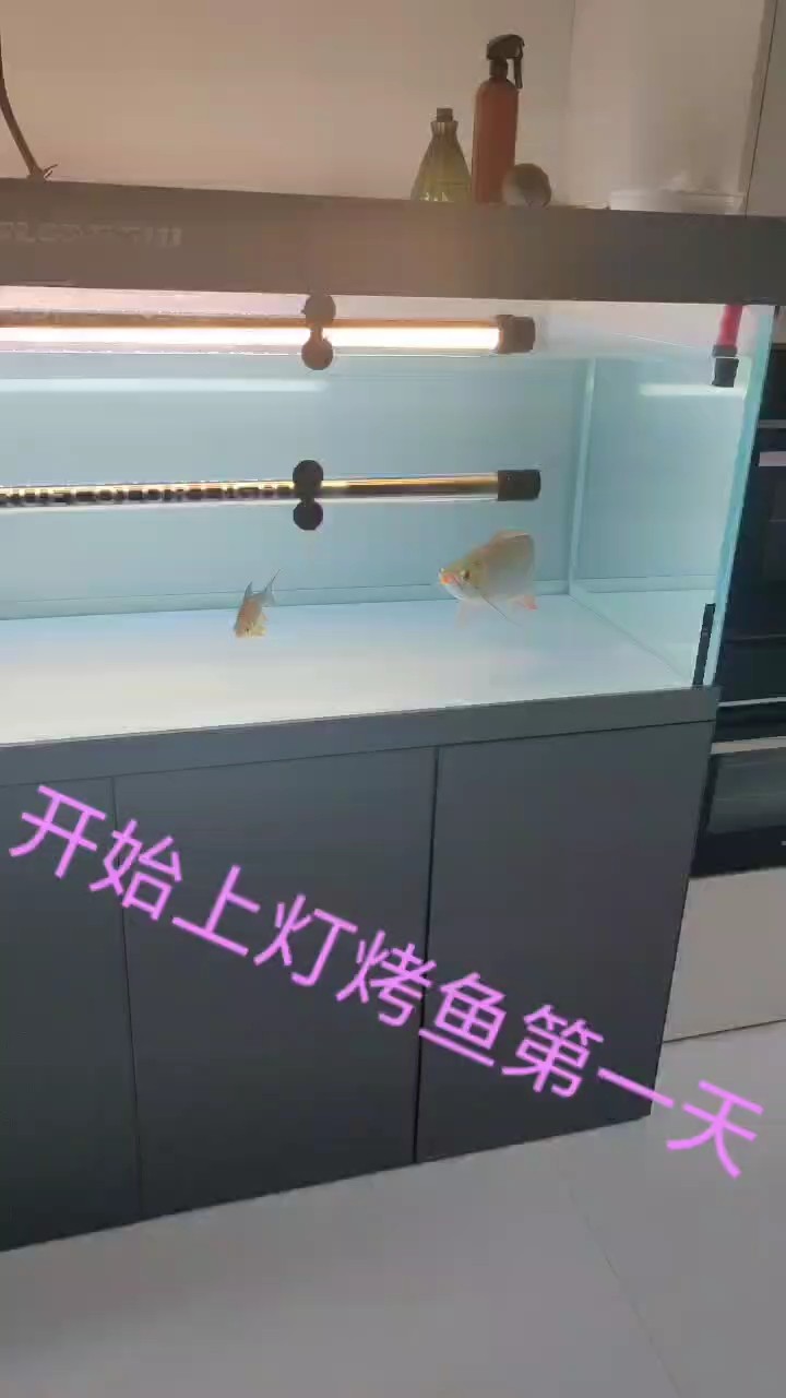 打側(cè)燈開始烤魚上色 打側(cè)燈開始烤魚上色 龍魚論壇