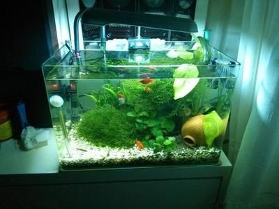 改裝魚缸頂部養綠植違法嗎？：改裝魚缸頂部養綠植是否違法