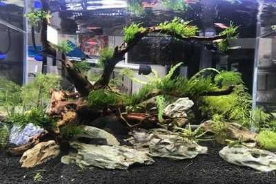 改裝魚缸頂部養綠植違法嗎？：改裝魚缸頂部養綠植是否違法