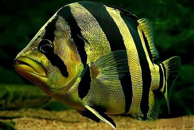 觀賞魚銀色扁扁的魚