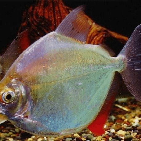 觀賞魚銀色扁扁的魚