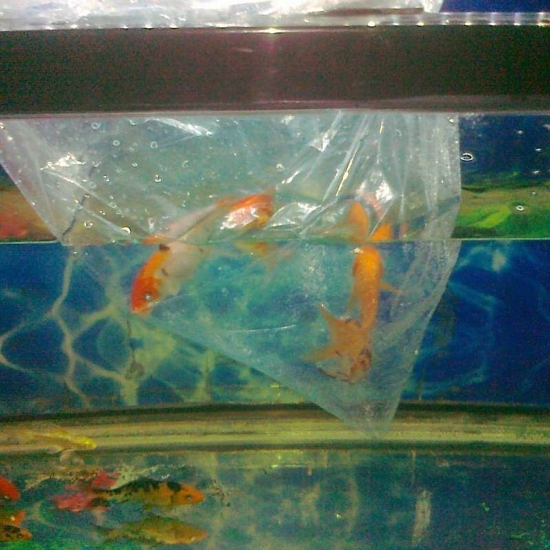 魟魚過水的正確方法