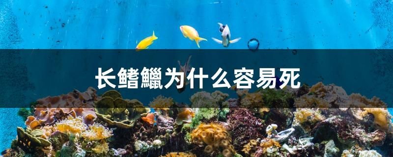 長鰭鱲為什么容易死