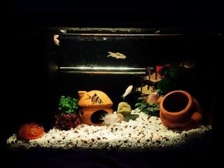 小佩魚缸過濾改造圖片：小佩魚缸過濾器改造步驟詳解自制魚缸過濾器教程