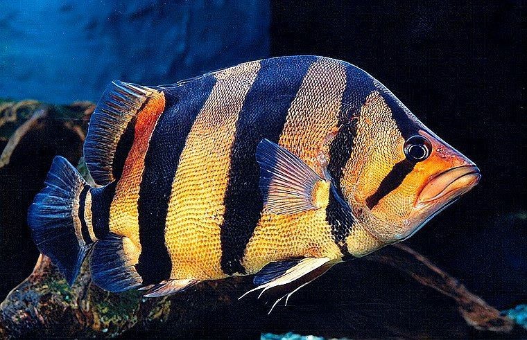 虎魚(yú)用什么背景