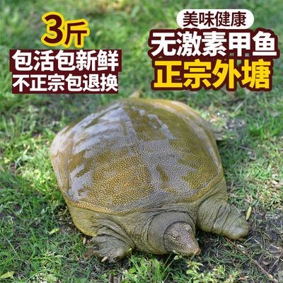 三斤左右龍魚價格（三斤左右的龍魚價格是幾種常見品種的龍魚價格范圍）