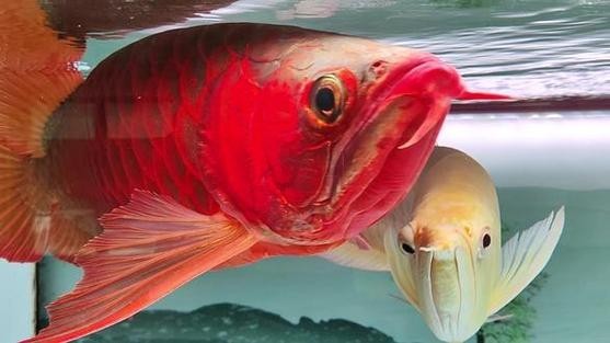 長城杯世界龍魚錦標賽2020年