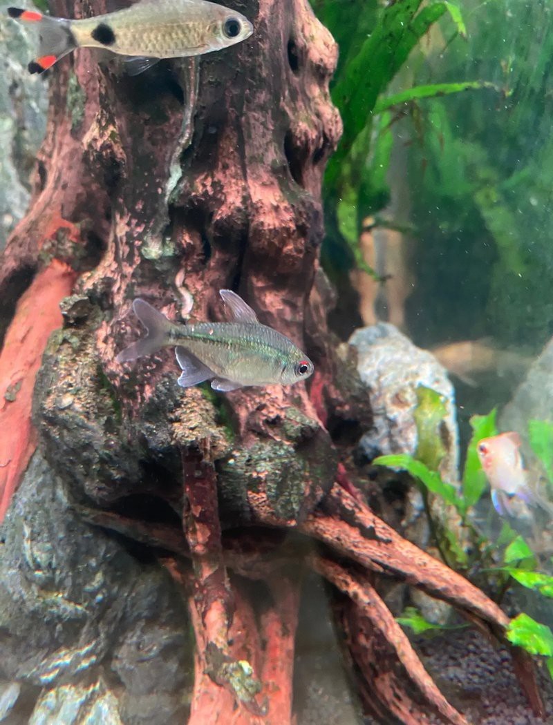南美洲的魚(yú)有哪些