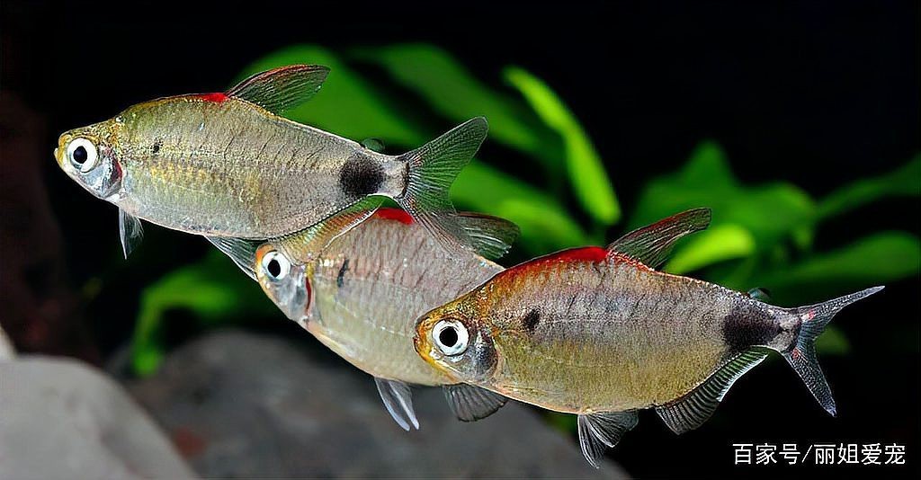 南美洲的魚(yú)有哪些