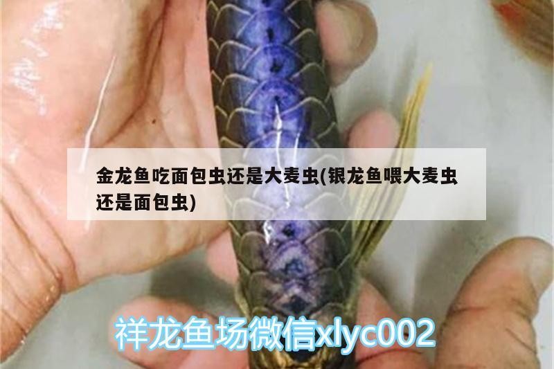 金龍魚(yú)吃面包蟲(chóng)還是大麥蟲(chóng)(銀龍魚(yú)喂大麥蟲(chóng)還是面包蟲(chóng))