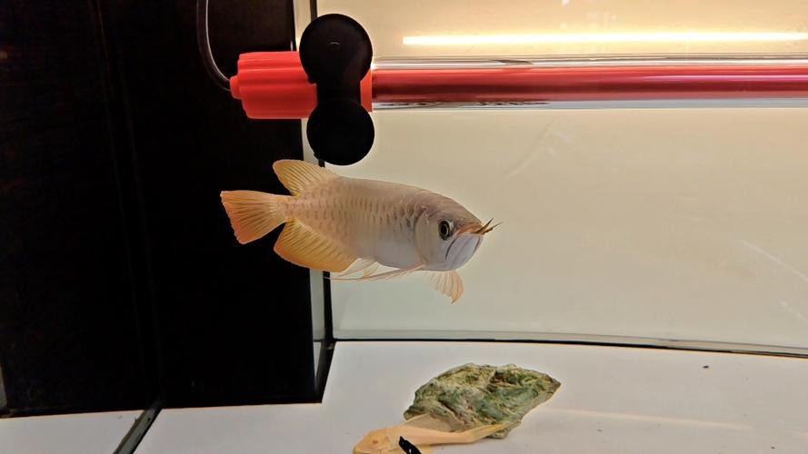 什么是龍魚側(cè)游圖片 龍魚百科 第4張 什么是龍魚側(cè)游圖片 什么是龍魚側(cè)游圖片 龍魚百科 第4張