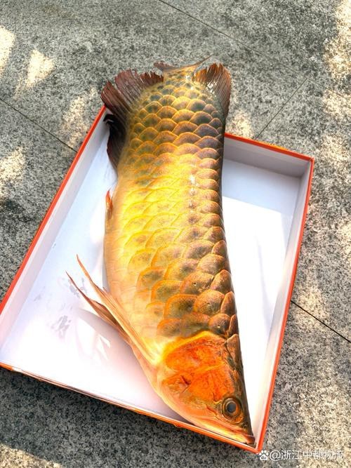 什么是龍魚側(cè)游圖片 龍魚百科 第9張 什么是龍魚側(cè)游圖片 什么是龍魚側(cè)游圖片 龍魚百科 第9張