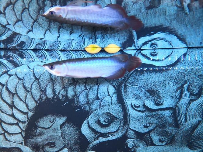 什么是龍魚側(cè)游圖片 龍魚百科 第10張 什么是龍魚側(cè)游圖片 什么是龍魚側(cè)游圖片 龍魚百科 第10張
