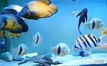 什么是龍魚側(cè)游圖片 什么是龍魚側(cè)游圖片 龍魚百科 第26張