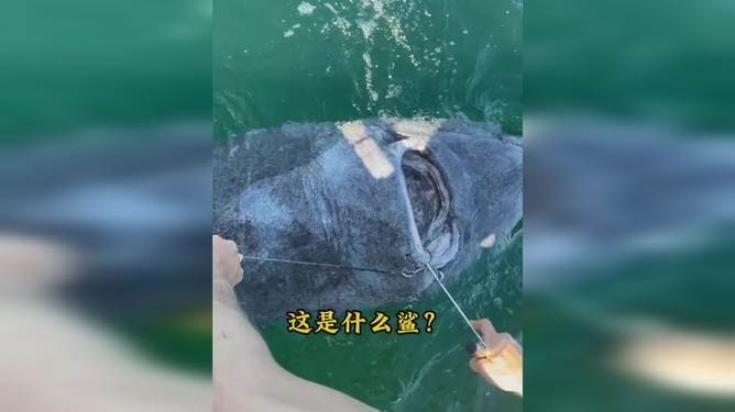 魚視頻
