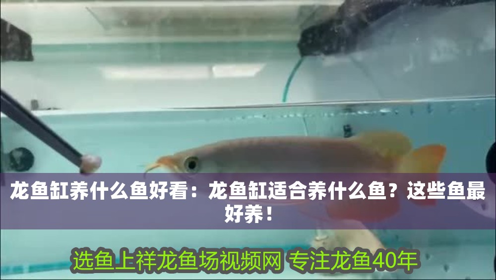 龍魚(yú)缸養(yǎng)什么魚(yú)好看：龍魚(yú)缸適合養(yǎng)什么魚(yú)？這些魚(yú)最好養(yǎng)！