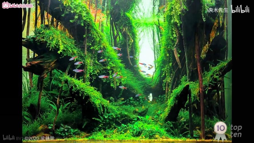 草缸造景大賽作品 草缸造景大賽作品 2025長(zhǎng)城杯龍魚大賽 第20張
