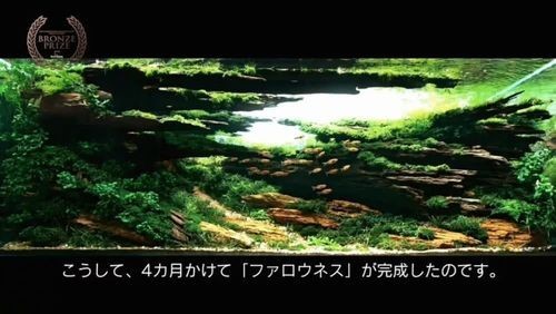 草缸造景大賽作品 草缸造景大賽作品 2025長(zhǎng)城杯龍魚大賽 第13張