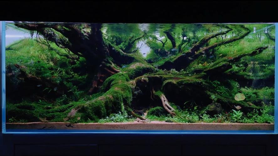 草缸造景大賽作品 草缸造景大賽作品 2025長(zhǎng)城杯龍魚大賽 第26張