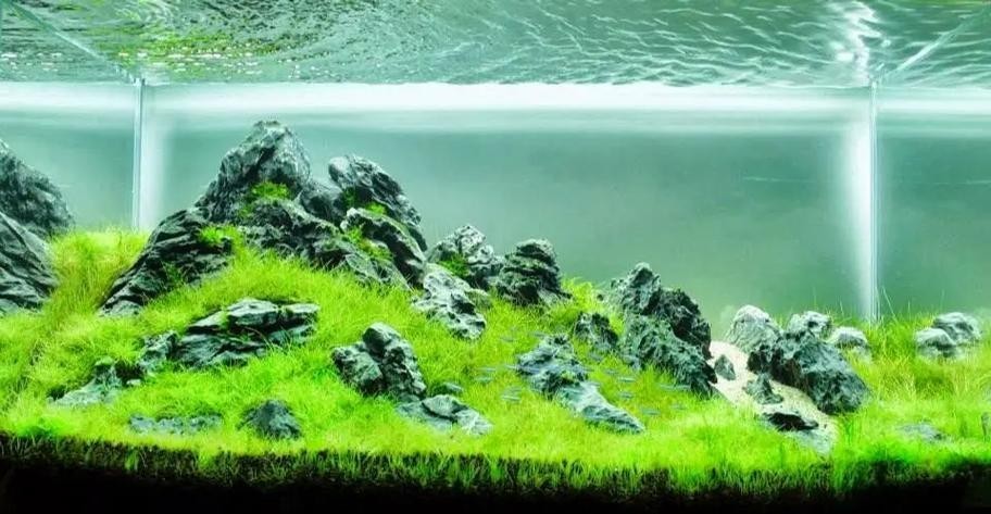 草缸造景大賽作品 草缸造景大賽作品 2025長(zhǎng)城杯龍魚大賽 第25張