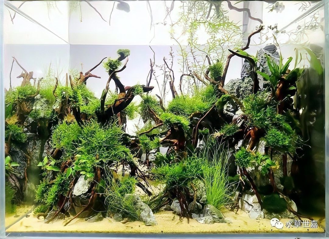 草缸造景大賽作品 草缸造景大賽作品 2025長(zhǎng)城杯龍魚大賽 第16張