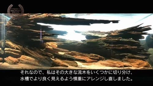 草缸造景大賽作品 草缸造景大賽作品 2025長(zhǎng)城杯龍魚大賽 第1張