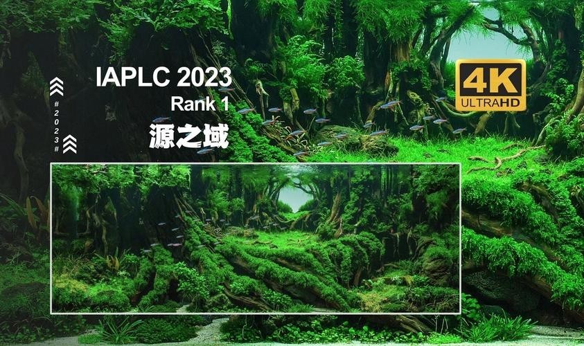 草缸造景大賽作品 草缸造景大賽作品 2025長(zhǎng)城杯龍魚大賽 第3張