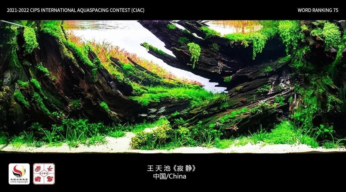 草缸造景大賽作品 草缸造景大賽作品 2025長(zhǎng)城杯龍魚大賽 第19張