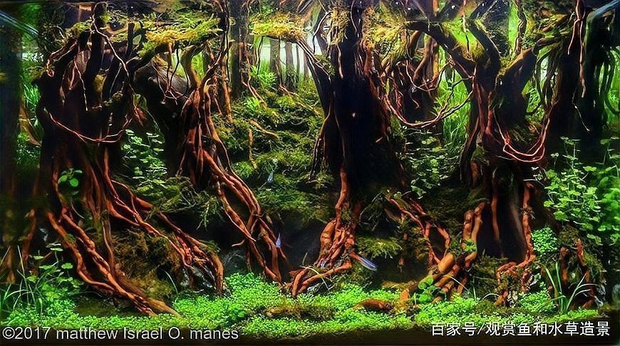 草缸造景大賽作品 草缸造景大賽作品 2025長(zhǎng)城杯龍魚大賽 第17張