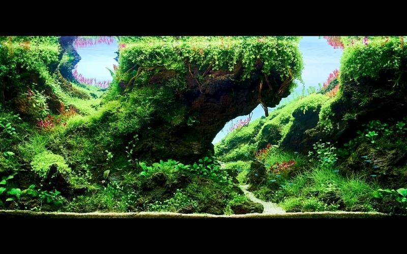 草缸造景大賽作品 草缸造景大賽作品 2025長(zhǎng)城杯龍魚大賽 第4張