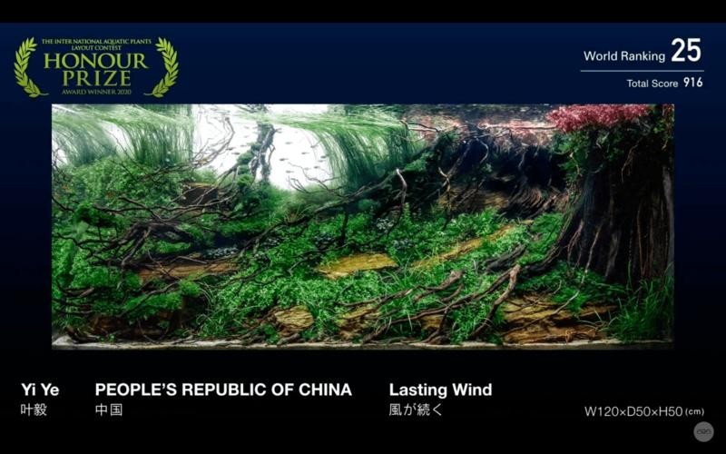 草缸造景大賽作品 草缸造景大賽作品 2025長(zhǎng)城杯龍魚大賽 第2張