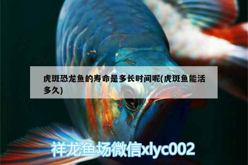 銀龍魚應該怎么養才好呢（銀龍魚應該怎么養才好呢視頻）