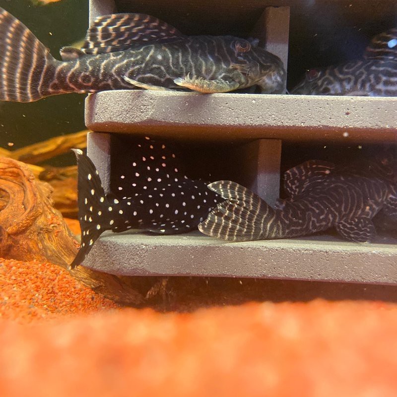 帝王迷宮異型魚怎么繁殖