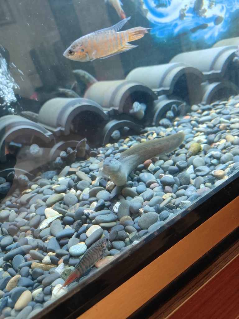 開食養定水溪流魚刺鰍