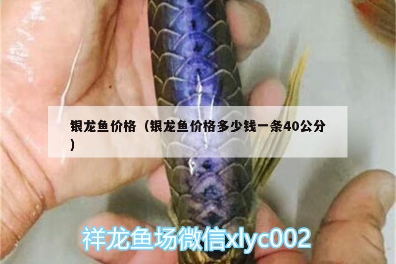 銀龍魚價格（銀龍魚價格多少錢一條40公分）