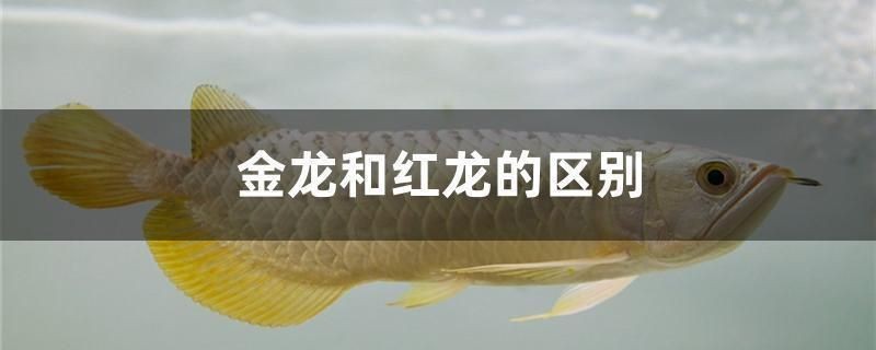 紅龍魚和金龍魚有什么區別（如何辨別紅龍魚和金龍魚的品種）